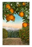 Orange grove with mountains in background