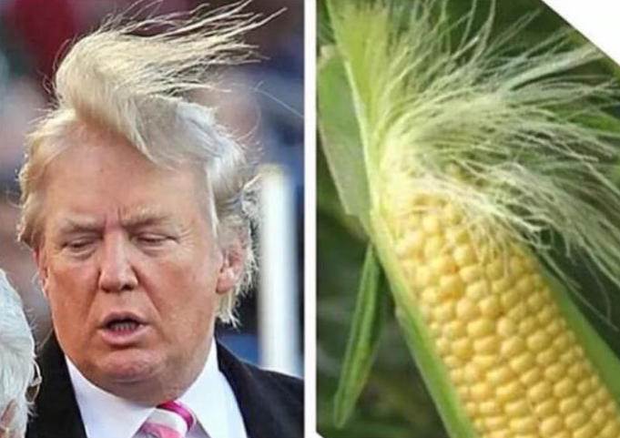 cob-and-corn